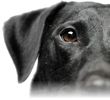 Oreo, Mold inspection dog NJ, NYC, 1-800-GOT-MOLD?